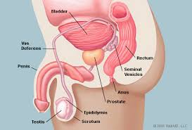 Zinnat prostatitis urethritis