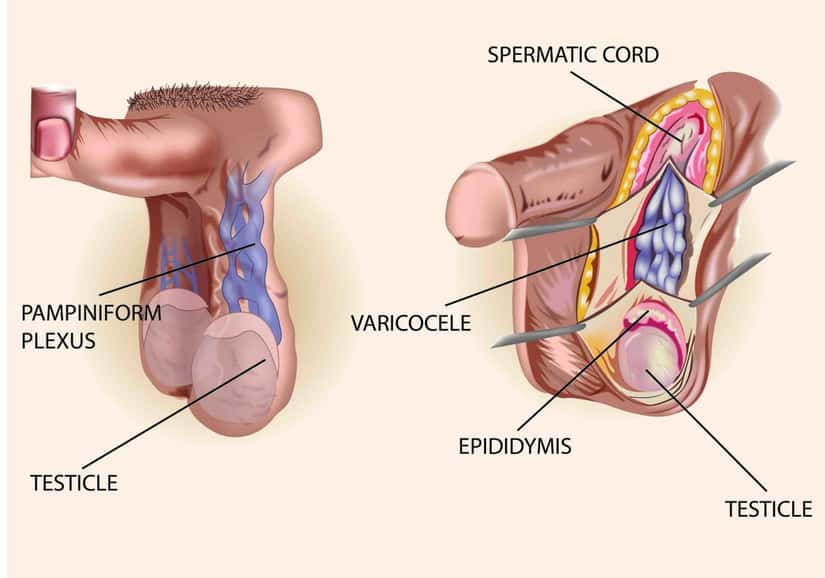 https://www.homeopathicdoctor.co.in/wp-content/uploads/2019/04/Webp.net-resizeimage-9.jpg